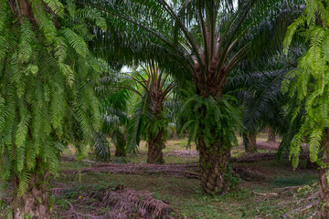 Obraz premium Oil palm plantation in the South of Thailand