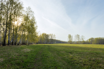 Field of grass and perfect sky