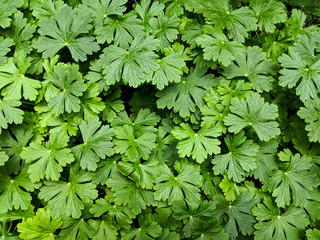 Geranium molle, the Dove's-foot Crane's-bill or Dovesfoot Geranium, is an annual herbaceous plant...