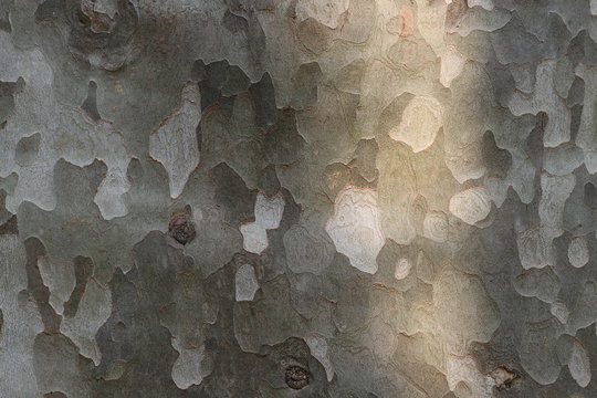 Hintergrund - Rinde einer sehr selten uralten Platane