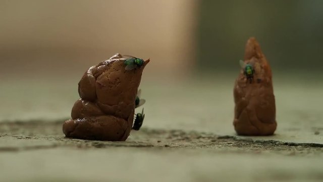 Excrement is a product of human activity  Human feces plastered with flies
