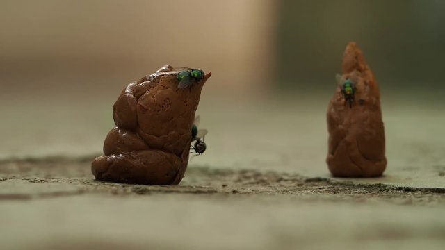 Excrement is a product of human activity  Human feces plastered with flies