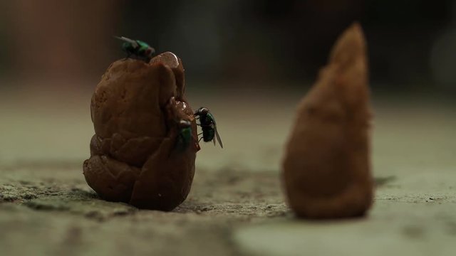 Excrement is a product of human activity  Human feces plastered with flies