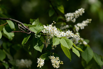 Beautiful blooming bird cherry on a clear spring day close up