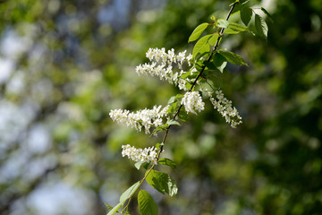Beautiful blooming bird cherry on a clear spring day close up