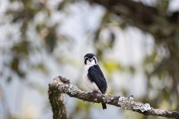 pied falconet stand on a branch