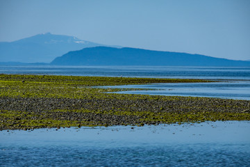 Fototapeta na wymiar sandy beach on low tide covered with green algae by the ocean with mountain range over the horizon on a clear day