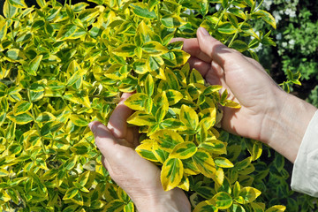 An elderly woman  gently hold in hand  a first spring yellow leaves  on decorative bush