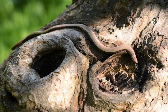Blindschleiche Lizzard Eidechse Echse Reptil Heimisch Natur Wildlife Outdoors Animal Portrait Snake