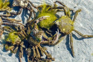 a group of kelp covered cryptic kelp crabs mating on the sandy beach with low water level on a sunny day