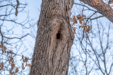 Albino Squirrel's Tree House