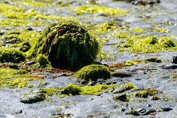 kelp covered rocks on sandy beach under the sun