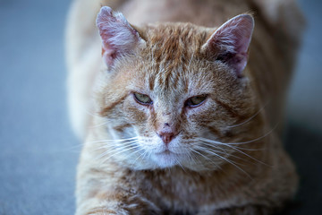 Cat Looking At Camera
