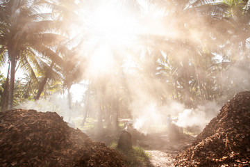 Senior gardener burning coconut shell charcoal in a coconut garden.