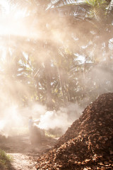 Senior gardener burning coconut shell charcoal in a coconut garden.