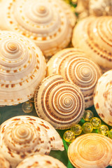 Top view of exotic spiral sea shells with crystal balls marbles on green velvet. Beautiful bokeh and blurred backgrounds. Close up.