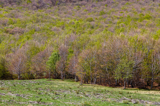 Pradera y hayedo en primavera. Fagus sylvatica. 