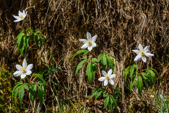 Anemone nemorosa. Anémona de los bosques. Ranúnculo blanco. Plantas con flores blancas.