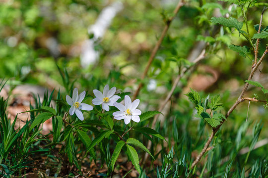 Plantas con flores blancas de Anémona de los bosques. Anemone nemorosa. Ranúnculo blanco.