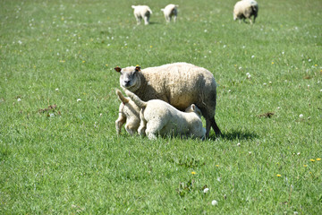 mouton agneaux viande laine bio agriculture elevage environnement vert animaux