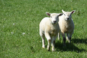 Naklejka na ściany i meble mouton agneaux viande laine bio agriculture elevage environnement vert animaux