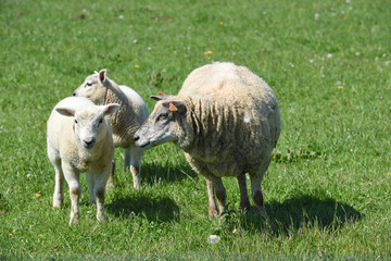 mouton agneaux viande laine bio agriculture elevage environnement vert animaux