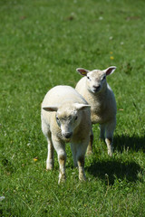 mouton agneaux viande laine bio agriculture elevage environnement vert animaux