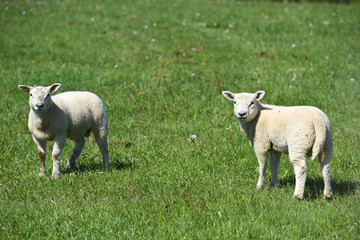 Obraz premium mouton agneaux viande laine bio agriculture elevage environnement vert animaux