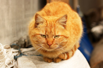 Beautiful red cat on the street