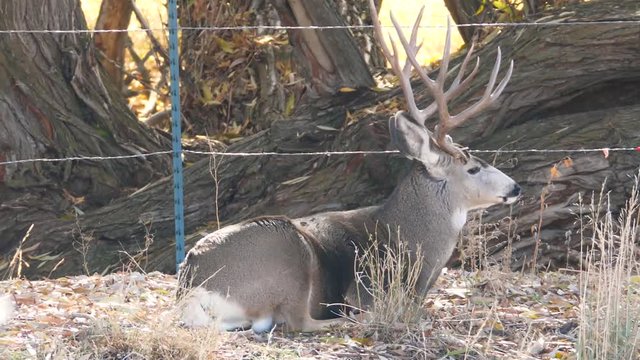 Slow motion of a big mule deer buck with antlers in a field eating grass