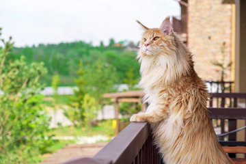 Big beautiful Maine Coon cat standing on the balcony and watching what's going on outside