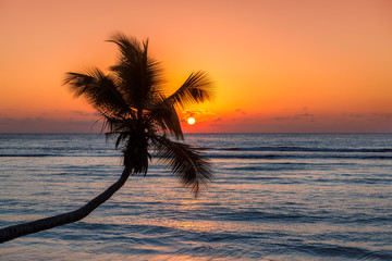 Coco palm at sunset over the sea on Caribbean beach in paradise Jamaica island