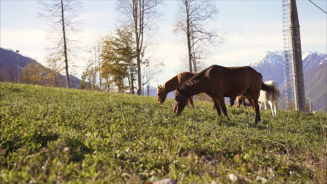 Horses are walking on the mountain.Horses on green pasture. Farming photo.