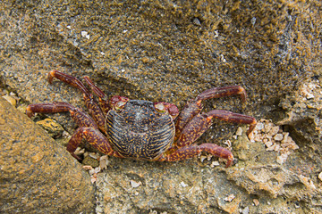 Dead crabs in Phuket Thailand