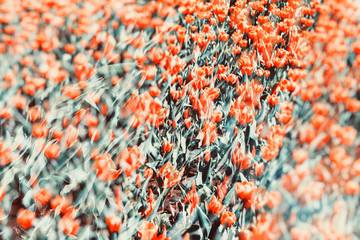 Fileld of flowers, red tulips texture floral background, selective focus