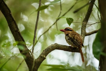 Lilac kingfisher perches on a branch in indonesian jungle,family Alcedinidae, endemic species to Indonesia, Exotic birding in Asia, Tangkoko, Sulawesi, beautiful bird in tropical forest environment