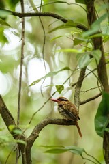 Lilac kingfisher perches on a branch in indonesian jungle,family Alcedinidae, endemic species to Indonesia, Exotic birding in Asia, Tangkoko, Sulawesi, beautiful bird in tropical forest environment