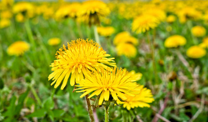 Flowering dandelions in the meadow. Bright yellow summer flowers. Soft selective focus