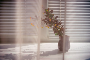 The branches of flowering barberry with yellow small flowers in a ceramic vase on the windowsill,...