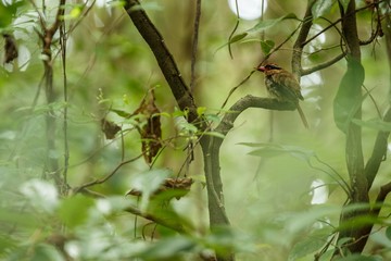 Lilac kingfisher perches on a branch in indonesian jungle,family Alcedinidae, endemic species to Indonesia, Exotic birding in Asia, Tangkoko, Sulawesi, beautiful bird in tropical forest environment