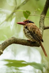 Lilac kingfisher perches on a branch in indonesian jungle,family Alcedinidae, endemic species to Indonesia, Exotic birding in Asia, Tangkoko, Sulawesi, beautiful bird in tropical forest environment