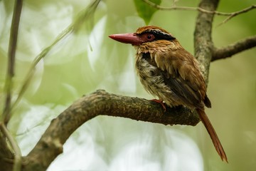 Lilac kingfisher perches on a branch in indonesian jungle,family Alcedinidae, endemic species to Indonesia, Exotic birding in Asia, Tangkoko, Sulawesi, beautiful bird in tropical forest environment