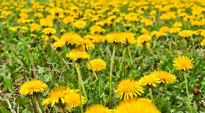Flowering dandelions in the meadow. Bright yellow summer flowers. Soft selective focus © ss404045