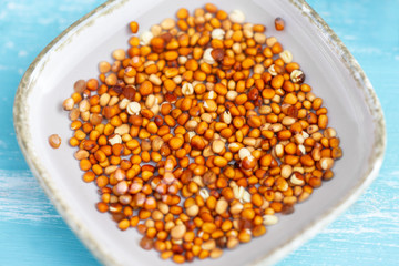 closeup of radish seed, steeping in some water