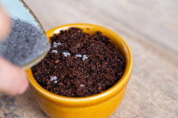 closeup of basil seedlings or sprouts in a pot with vintage wooden background