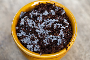 closeup of basil seedlings or sprouts in a pot with vintage wooden background