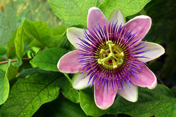 Passion flower (passiflora) - Powered by Adobe