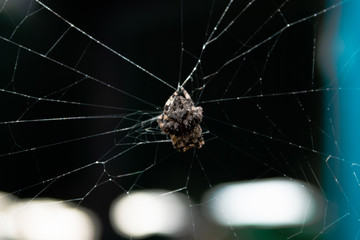 spider on the web