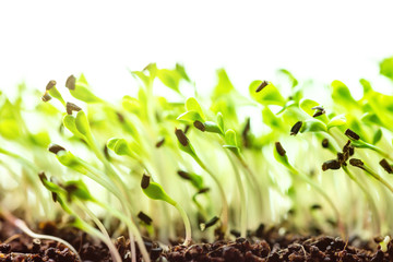 closeup of garlic trail seedlings or sprouts