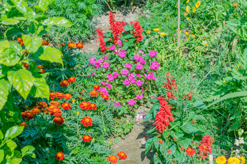 Cultivation of pink, purple, red and many colorful flowers in a greenhouse plants flower nursery in a exhibition Center in near Gangtok Sikkim India.